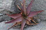 Aloe aff fievetii Antsirabe V GPS233 Mad 2015_0105.jpg